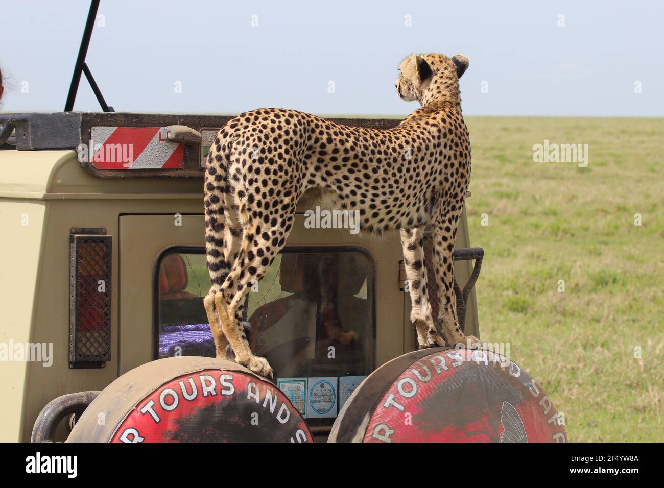 A cheetah mum looking out for a catch on a safari truck, Serengeti, Tanzania Stock Photo
