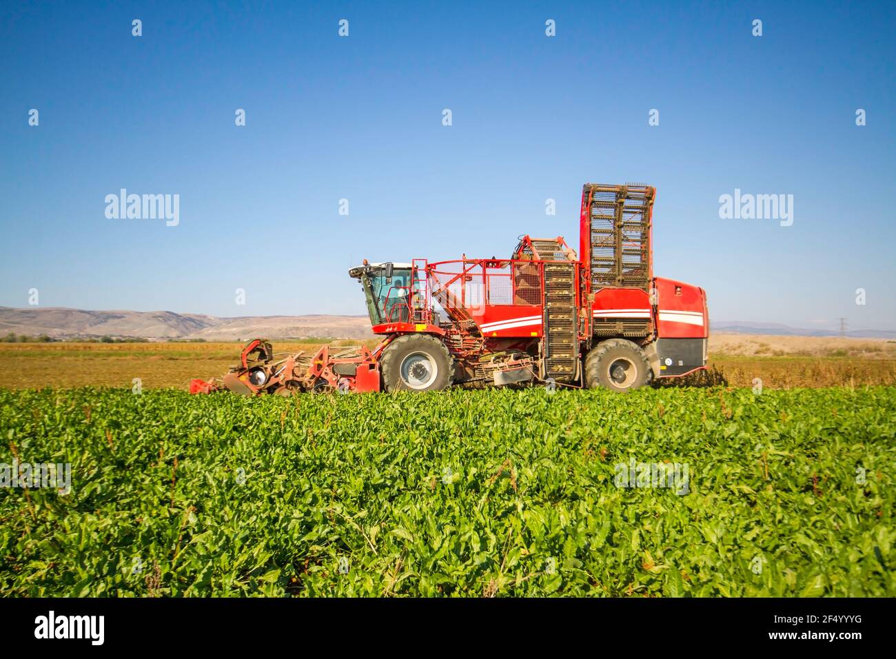 red combine harvester harvest of sugar beet Stock Photo