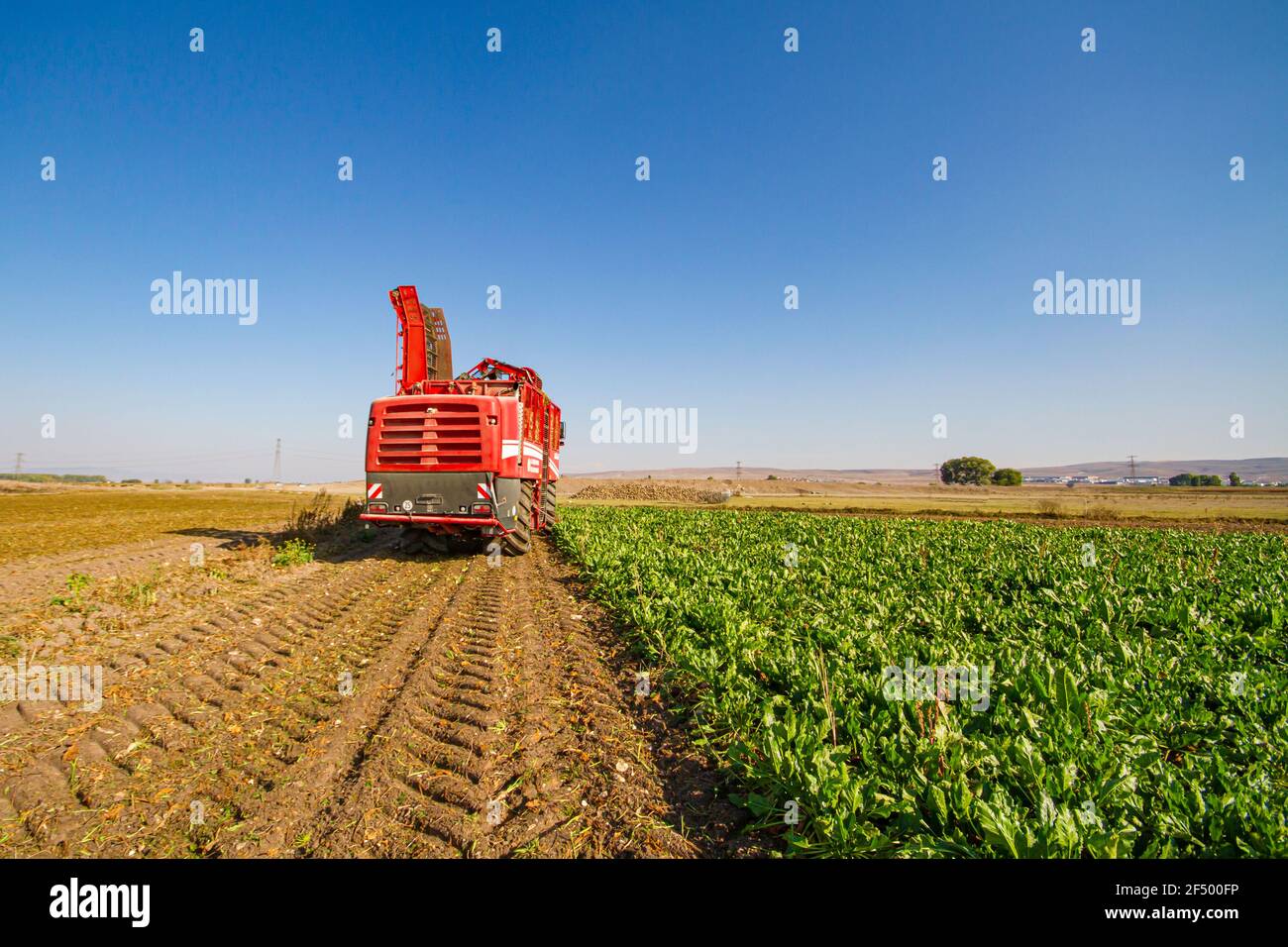 red combine harvester harvest of sugar beet Stock Photo