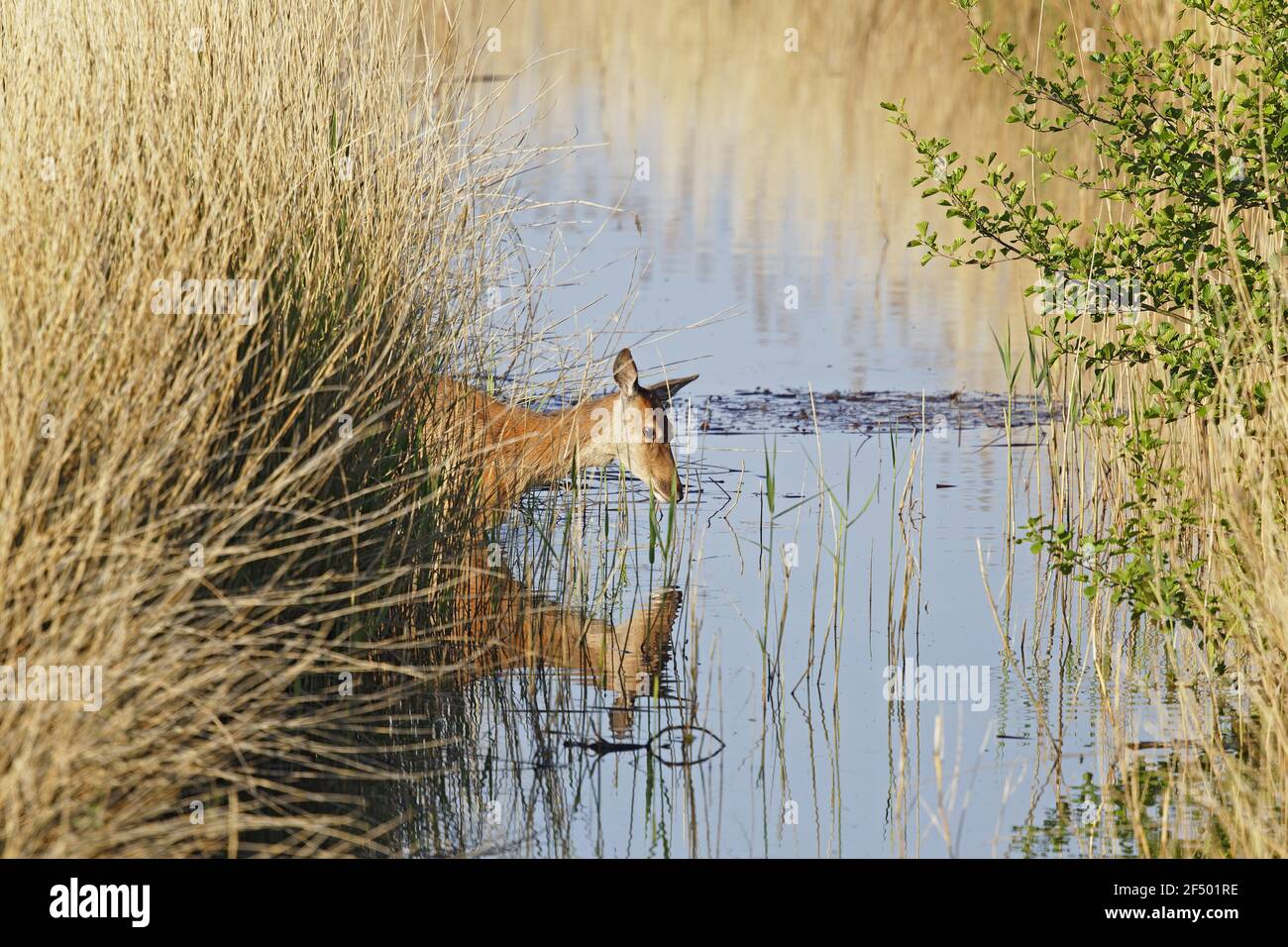 Red Deer - crossing ditchCervus elaphus Minsmere RSPB Reserve Suffolk, UK MA002999 Stock Photo