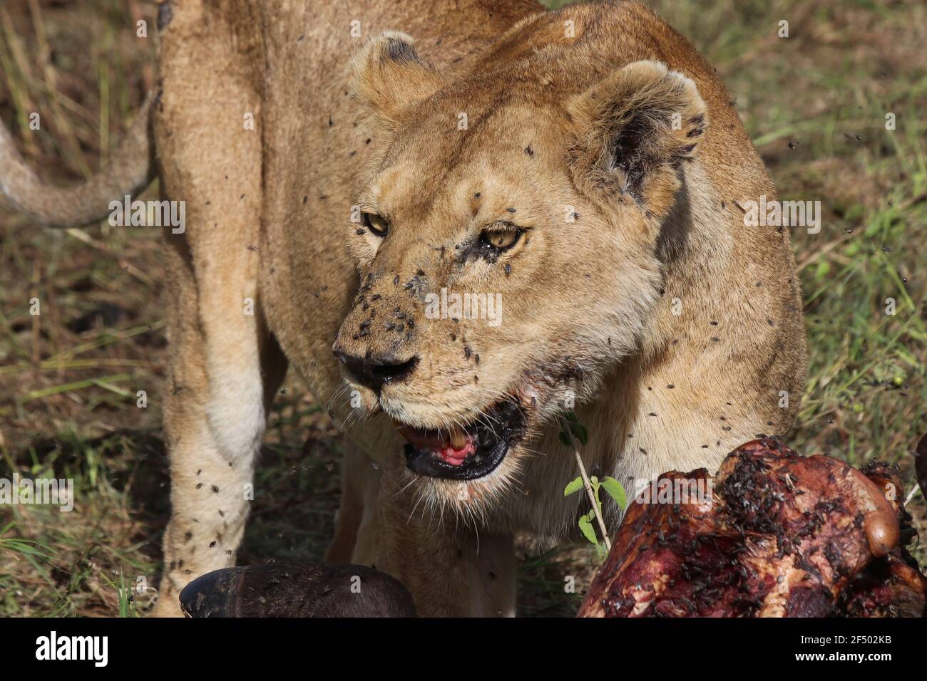The Lions of the Serengeti, Tanzania Stock Photo