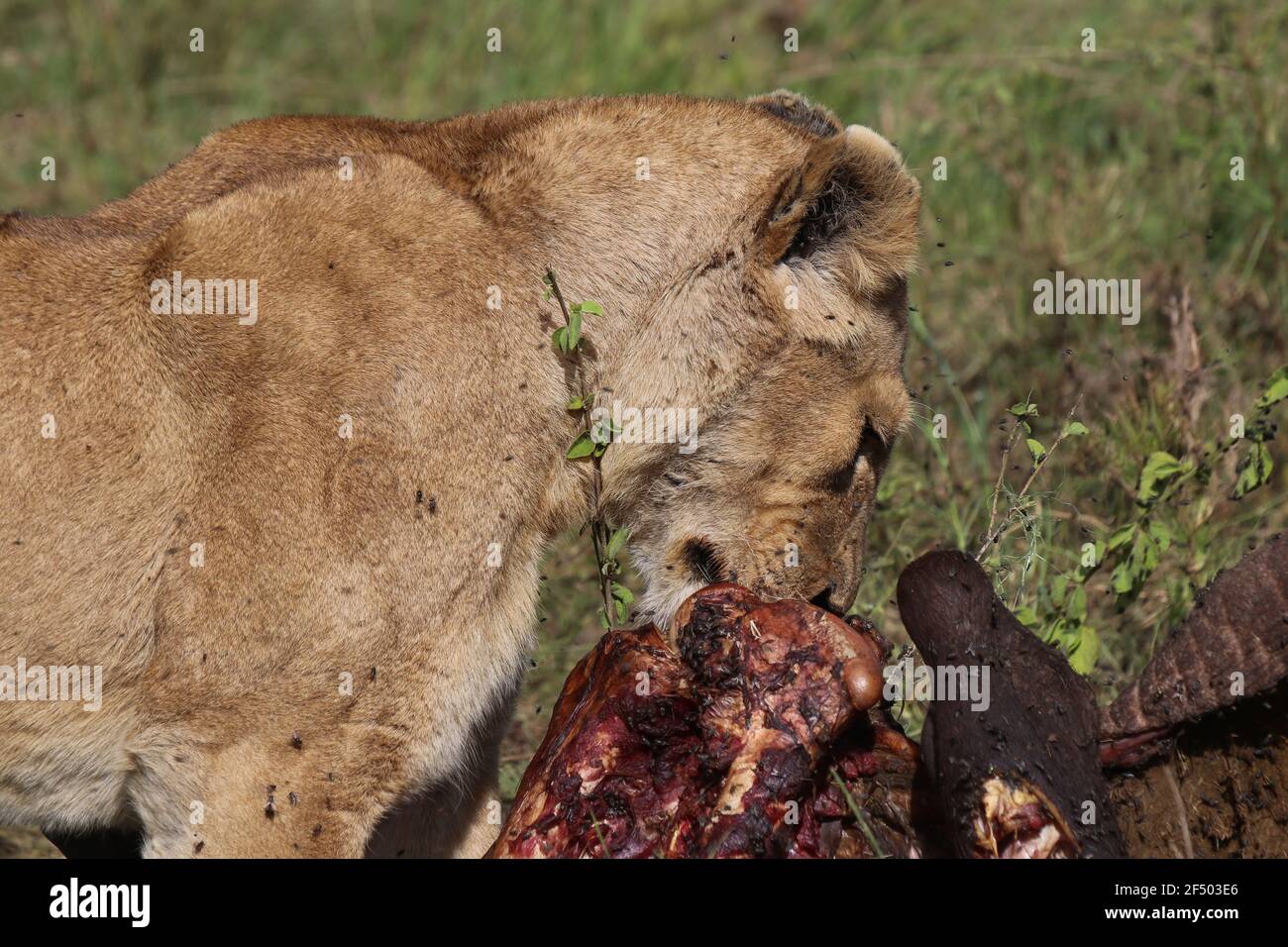 The Lions of the Serengeti, Tanzania Stock Photo