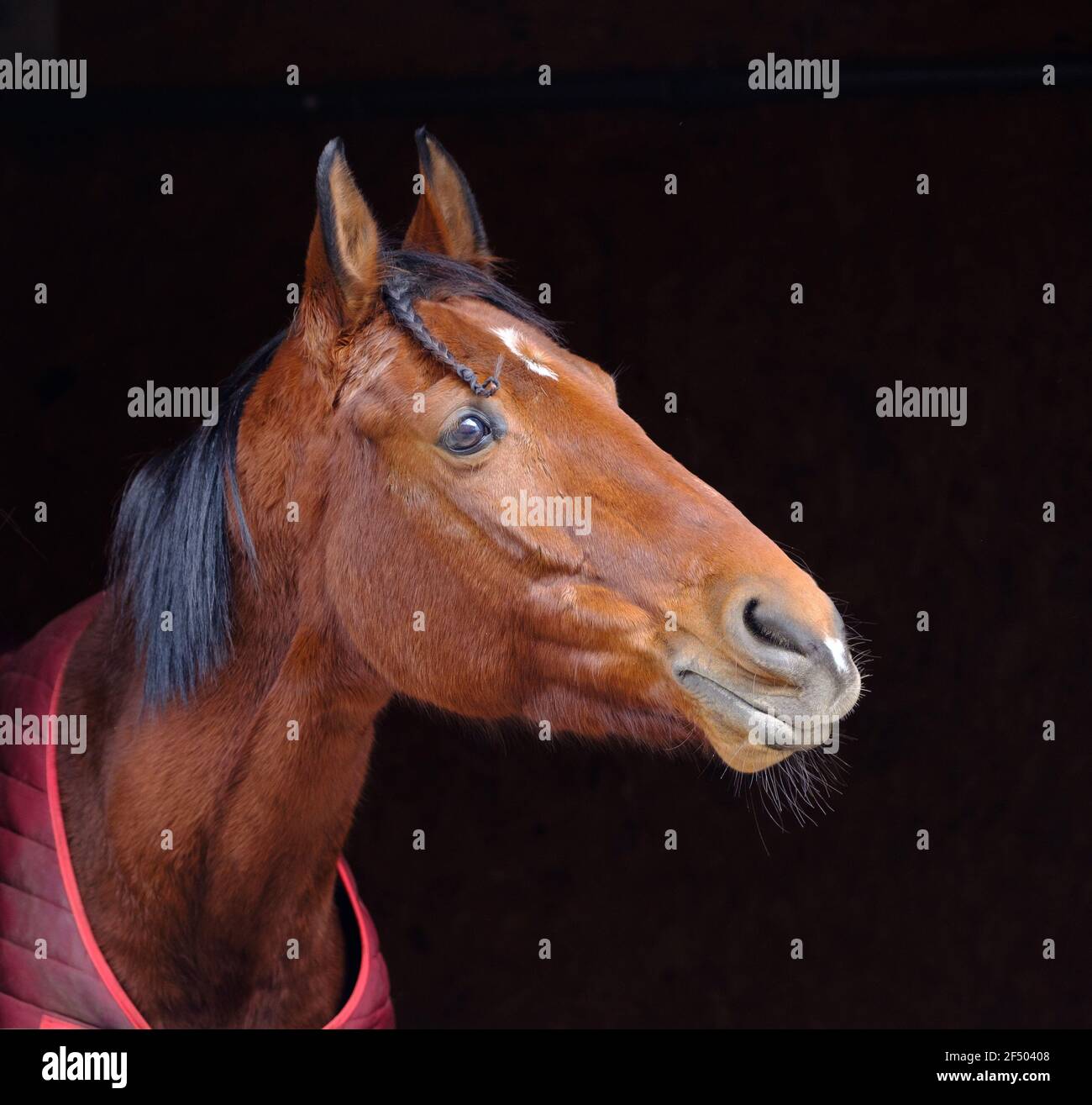 Horse head closeup. The brown color of the animal Stock Photo