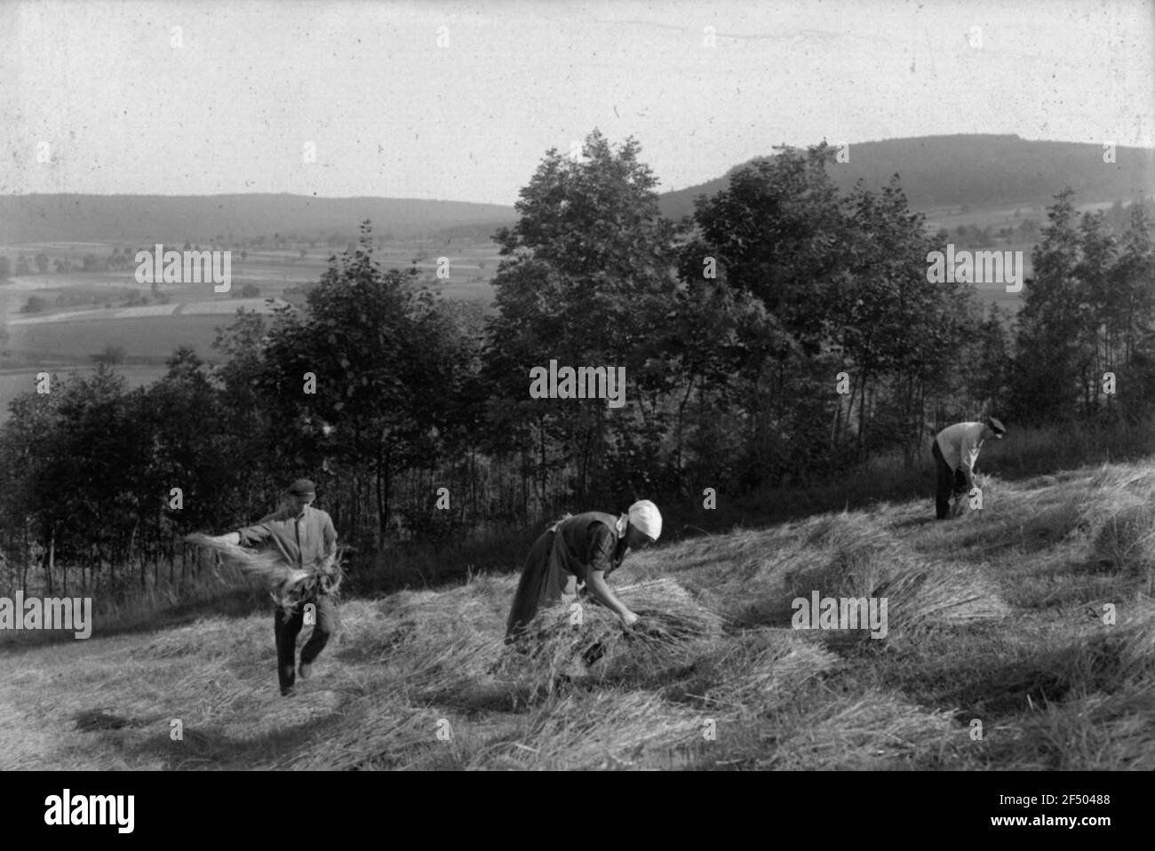 Harvesting techniques Black and White Stock Photos & Images - Alamy