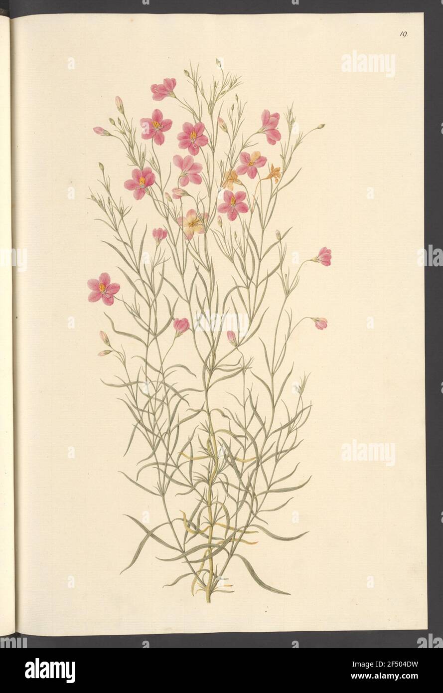 Chironia Linoides, Leaf 19 Stock Photo