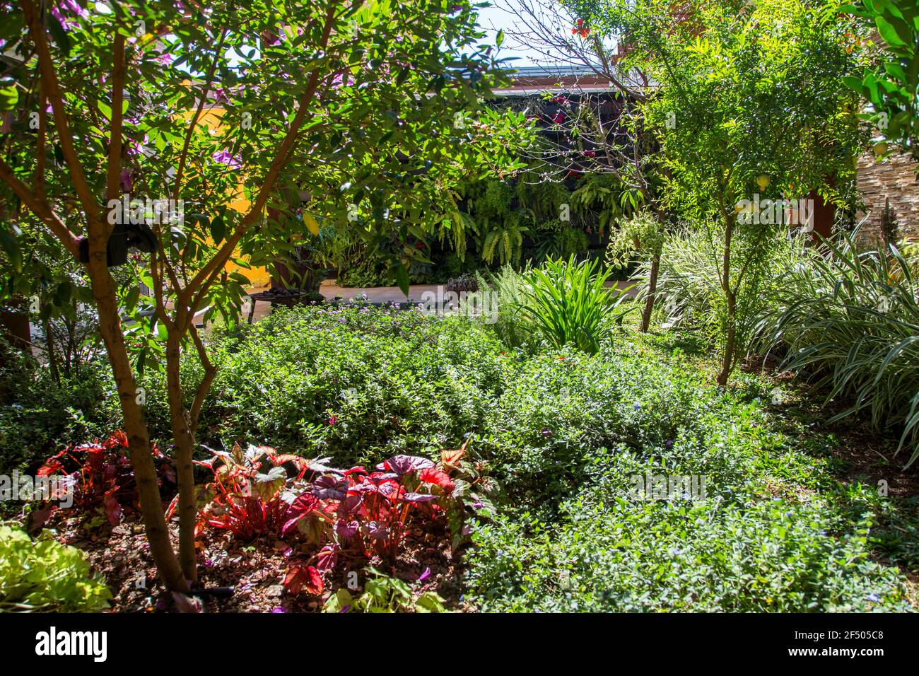 flowers and plants in a residential garden   Jundiai, Sao Paulo, Brazil Stock Photo