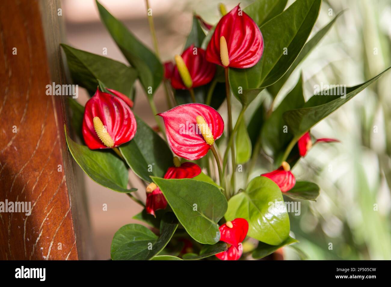 flowers and plants in a residential garden   Jundiai, Sao Paulo, Brazil Stock Photo