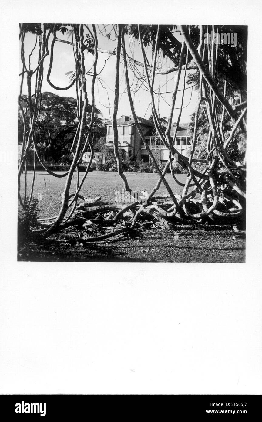 Travel photos Trinidad and Tobego. Finca. View through hanging air roots Stock Photo