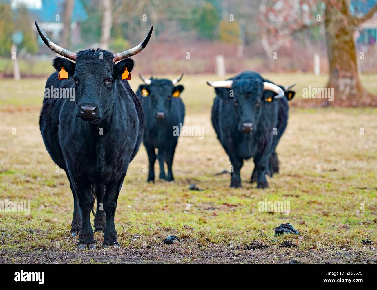 Three visible black Dexter cows and one hidden.  Dexter cattle are a breed of cattle originating in Ireland. Dexters are used for milk and beef Stock Photo
