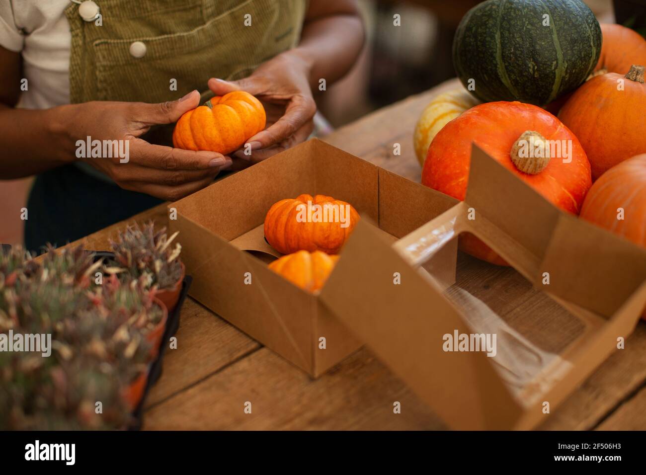 Woman boxing bright orange pumpkins in shop Stock Photo