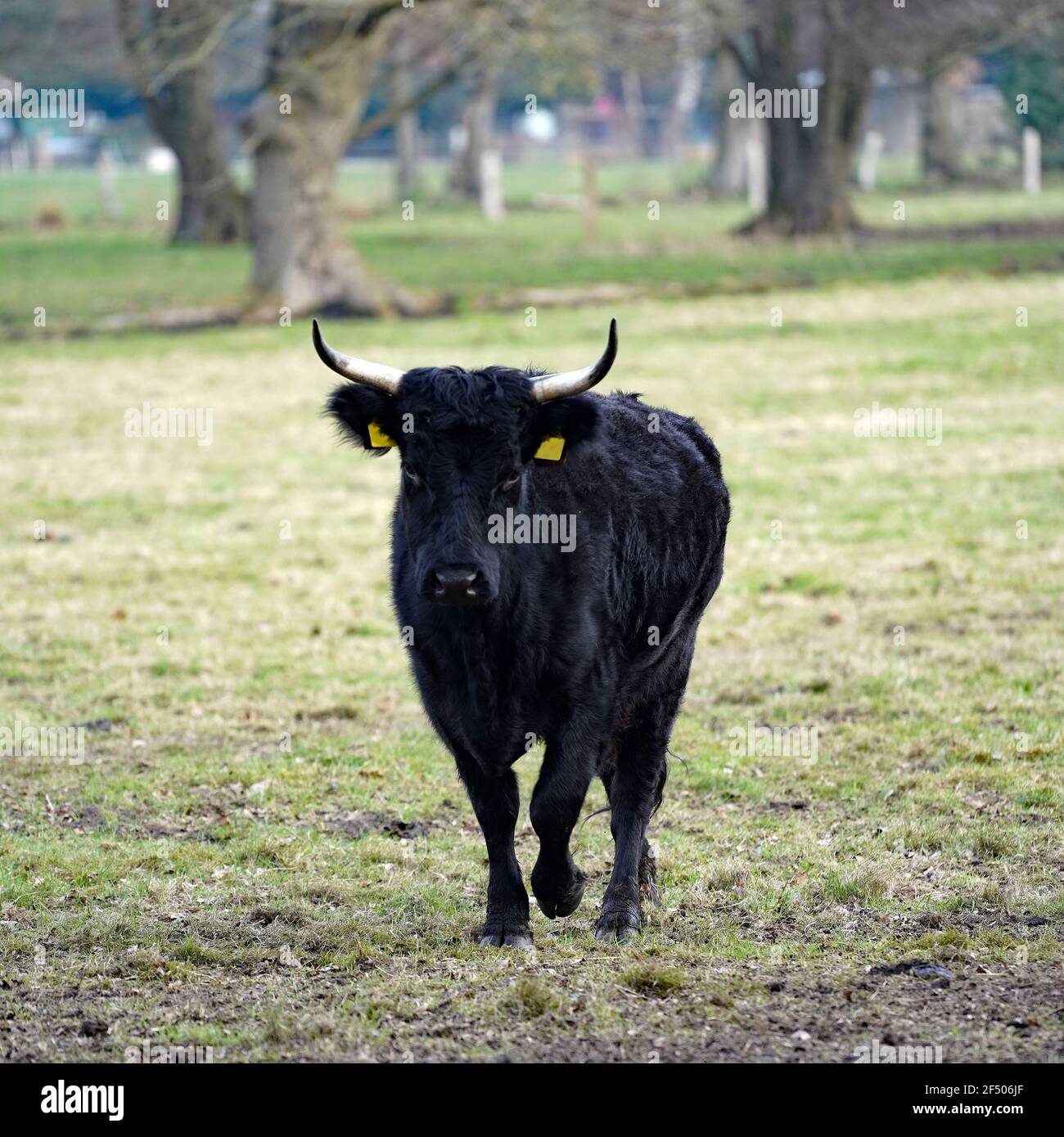 Black cow with horns. Dexter cattle are a breed of cattle originating in  Ireland. Dexters are used for milk and beef Stock Photo - Alamy