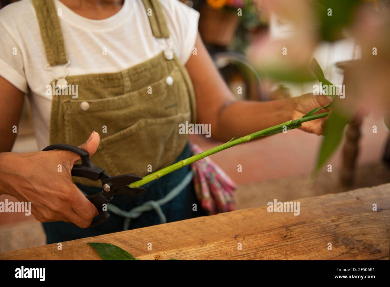 Close up female florist trimming flower stem with shears Stock Photo ...