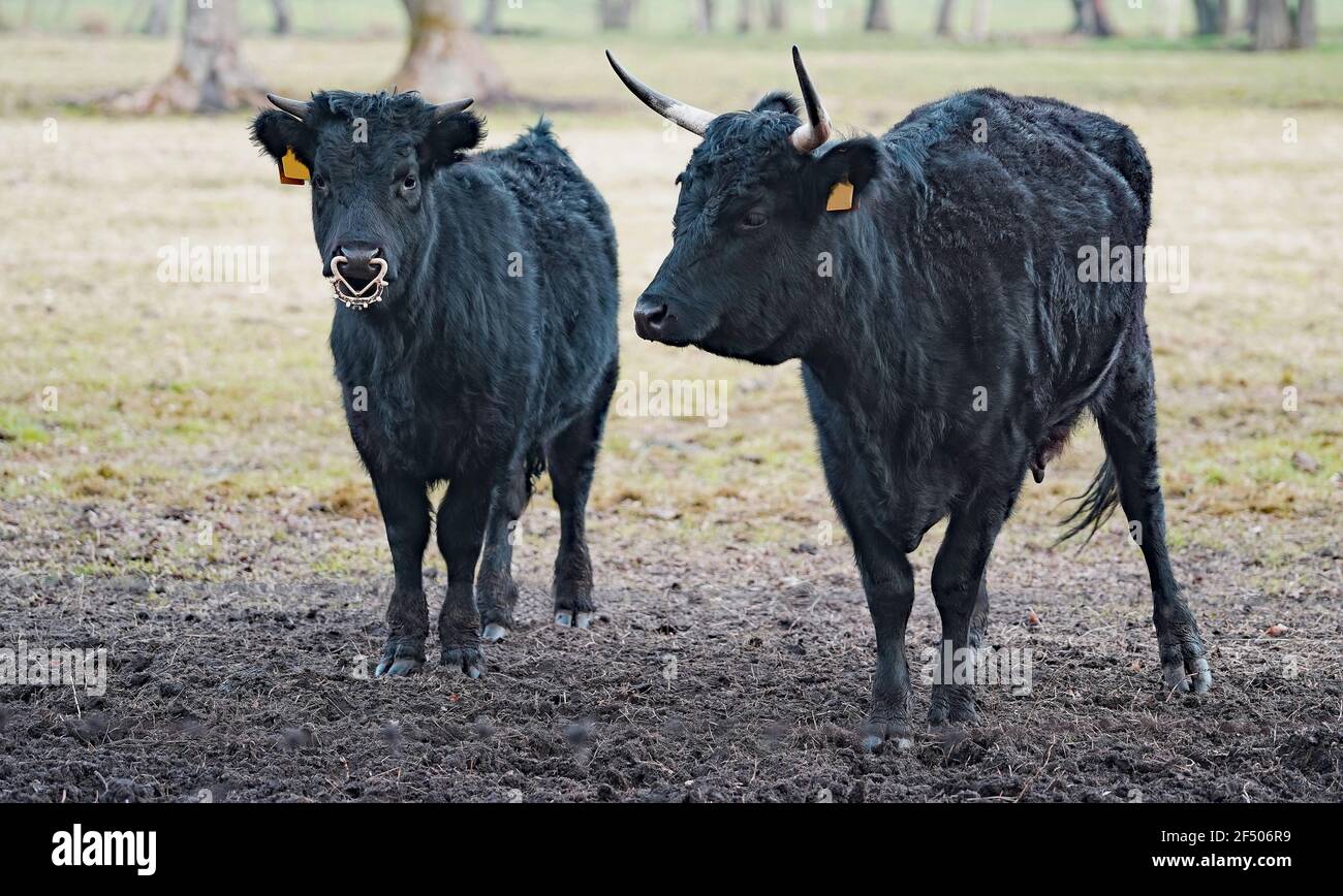A black Dexter cow and bull.  Dexter cattle are a breed of cattle originating in Ireland. Dexters are used for milk and beef Stock Photo