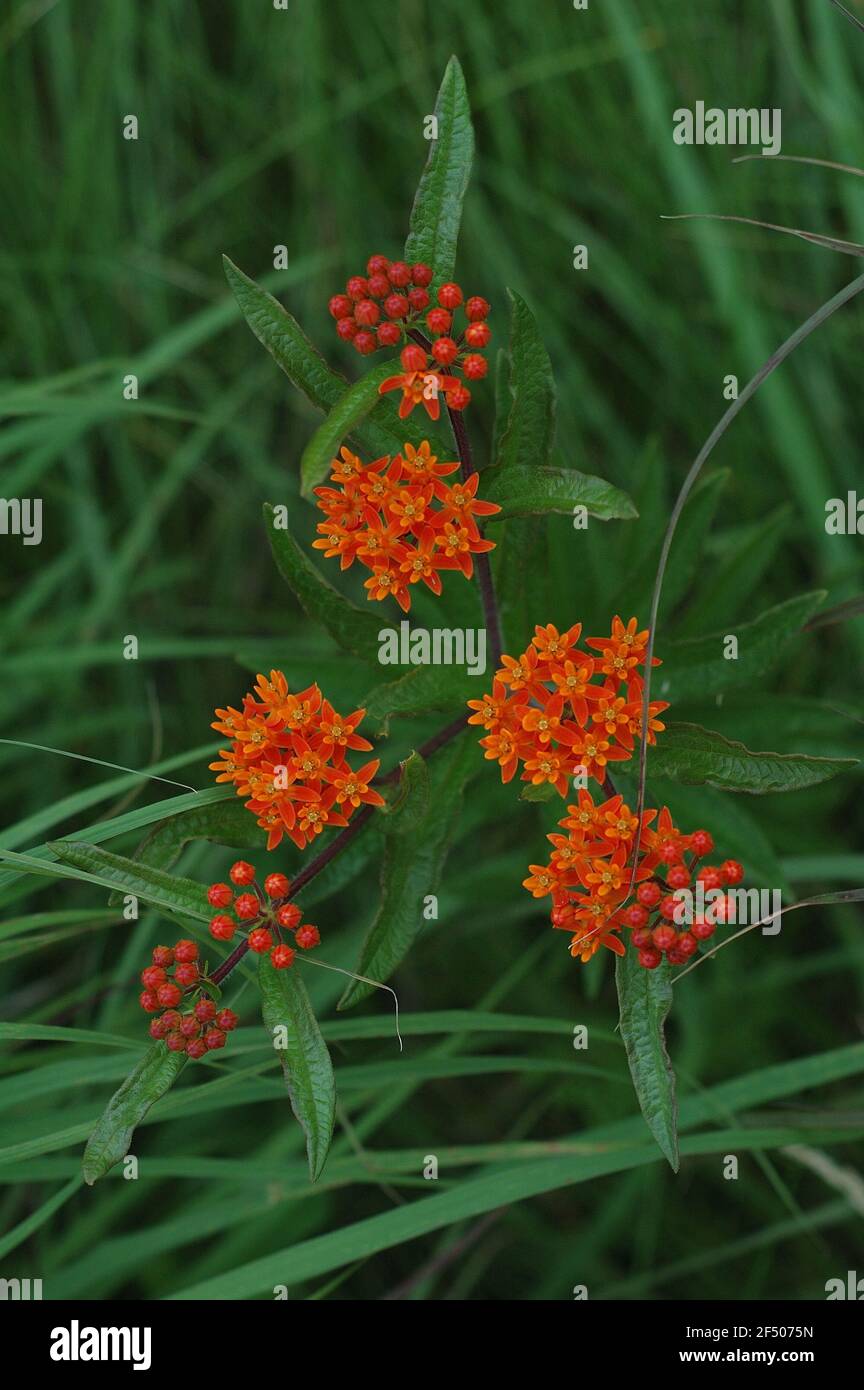 Chigger flower asclepiadaceae hires stock photography and images Alamy