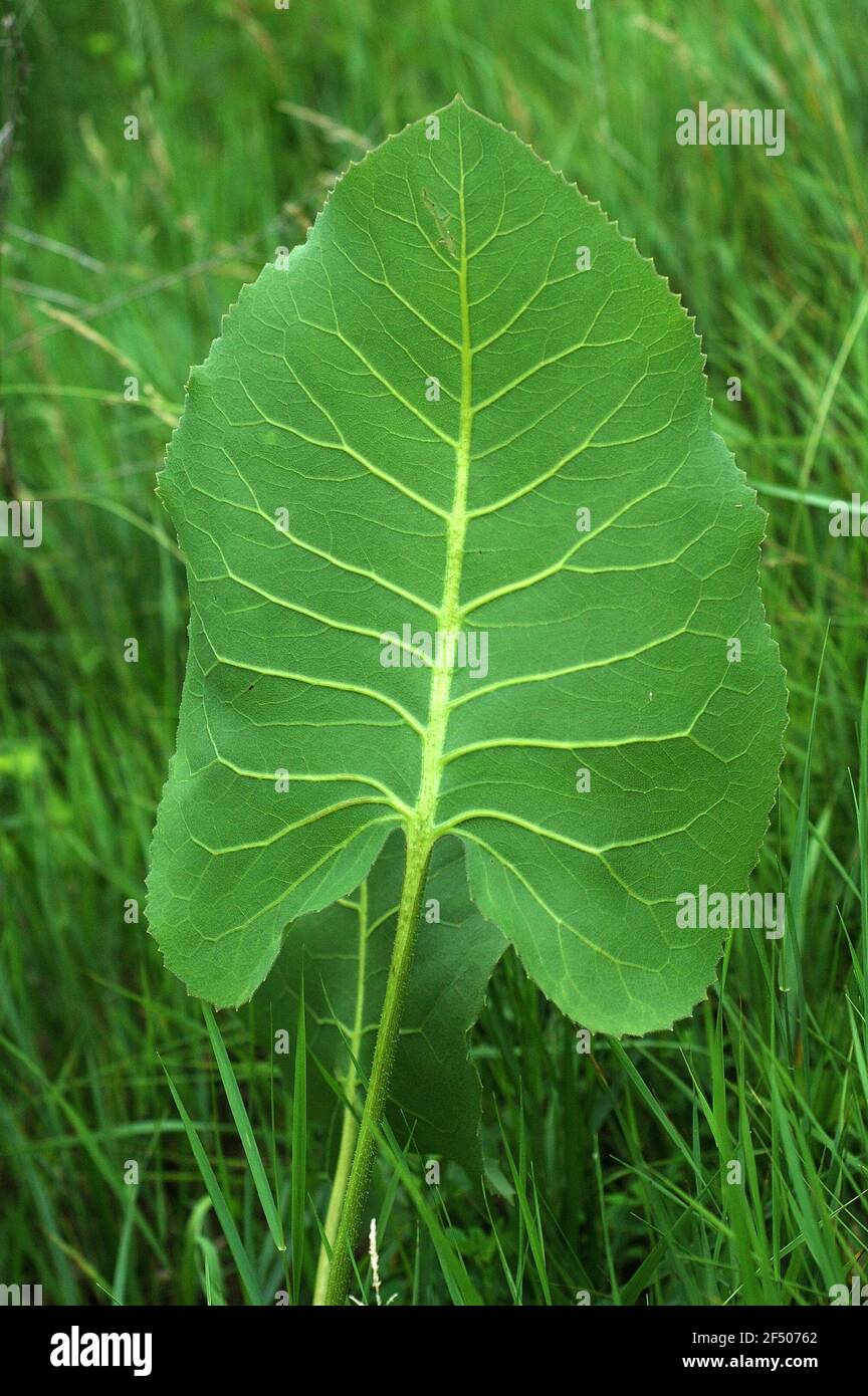 Young Silphium terebinthinaceum leaf in Spring Stock Photo