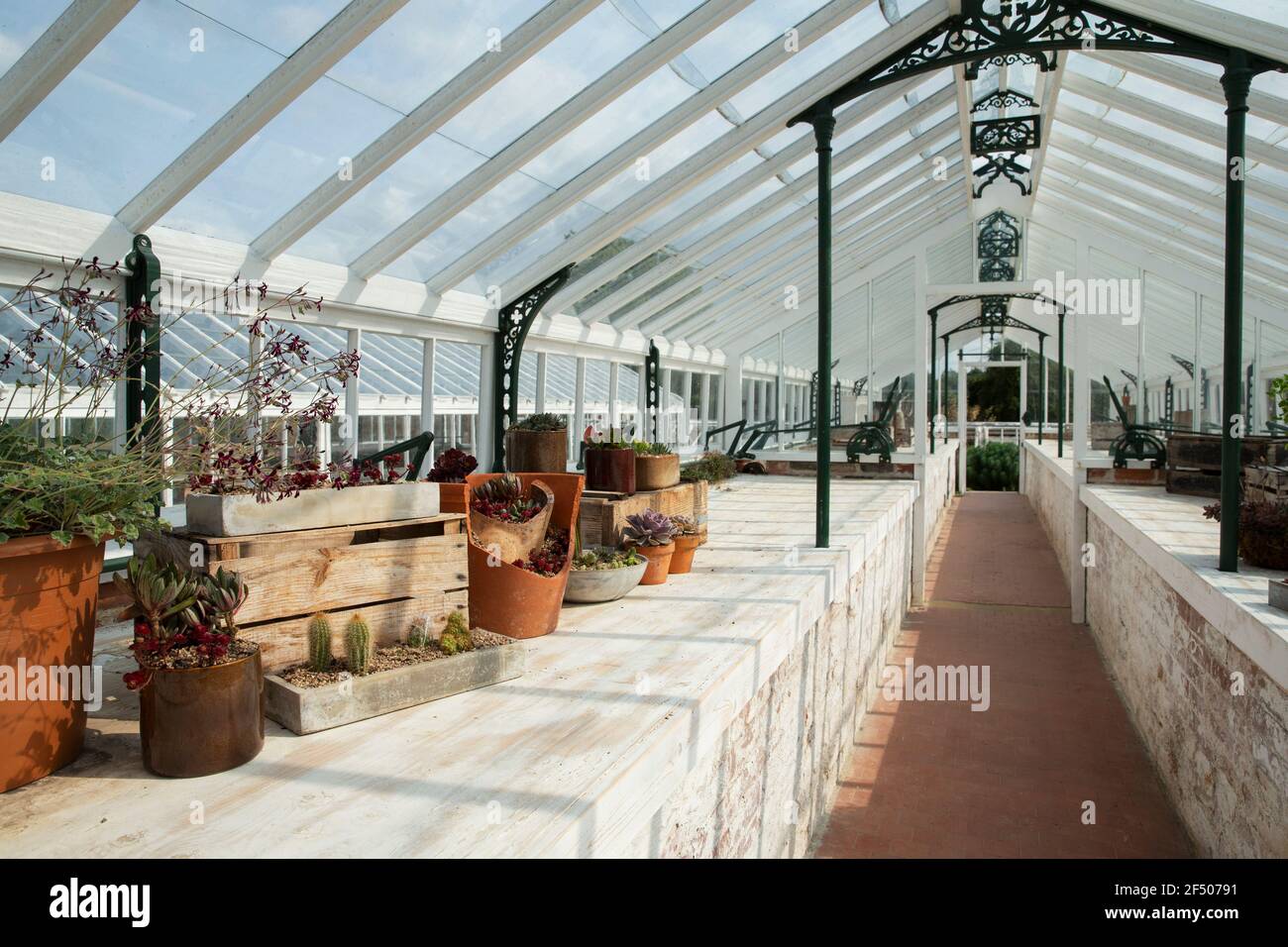Potted succulent plants in sunny greenhouse Stock Photo