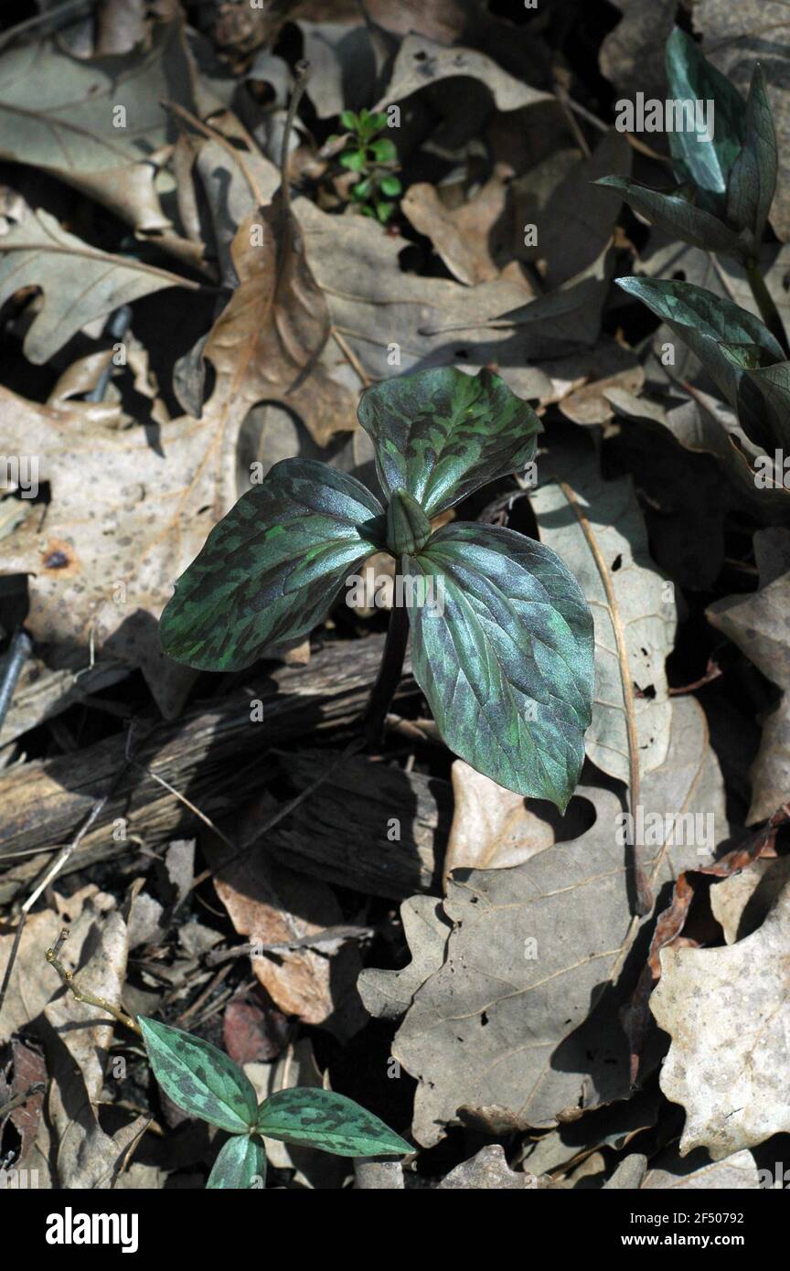 Prairie Trillium emerging through leaves on forest floor Stock Photo