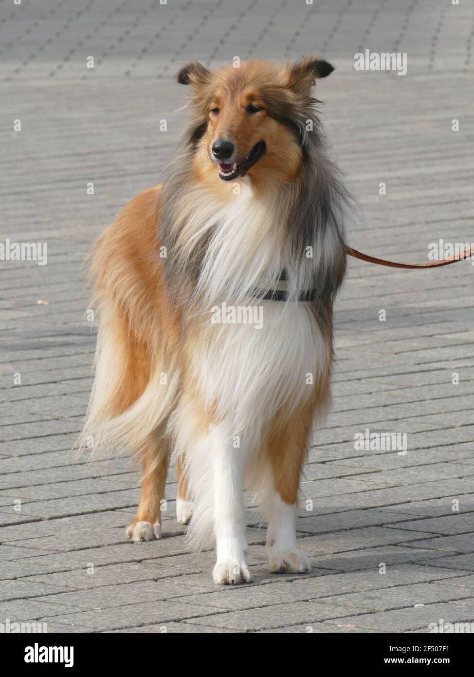 Scottish herding dog hi-res stock photography and images - Alamy