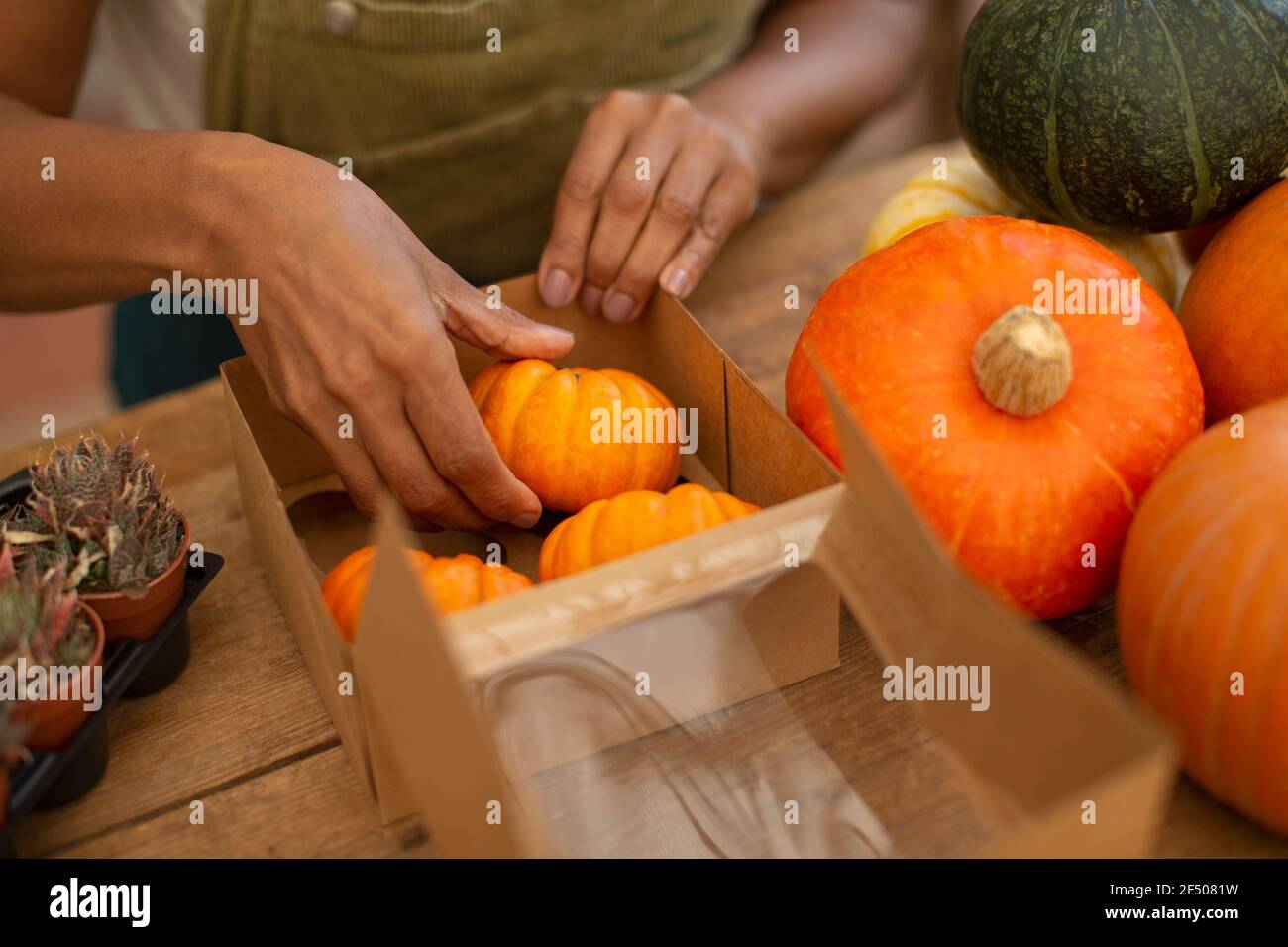 Female shop owner arranging small pumpkins in box Stock Photo