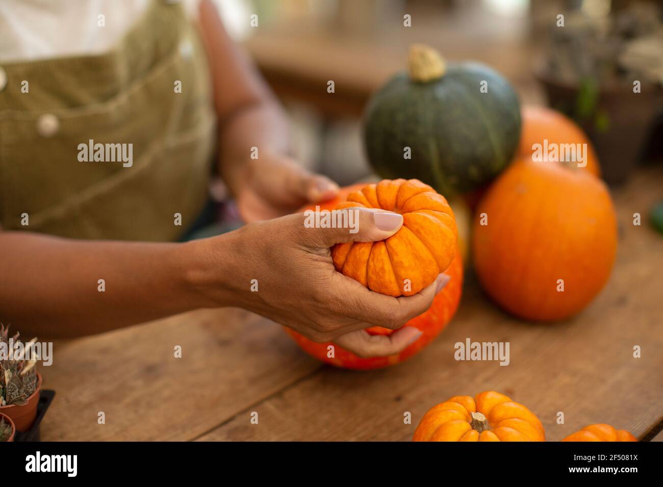 Close up woman arranging pumpkins display Stock Photo