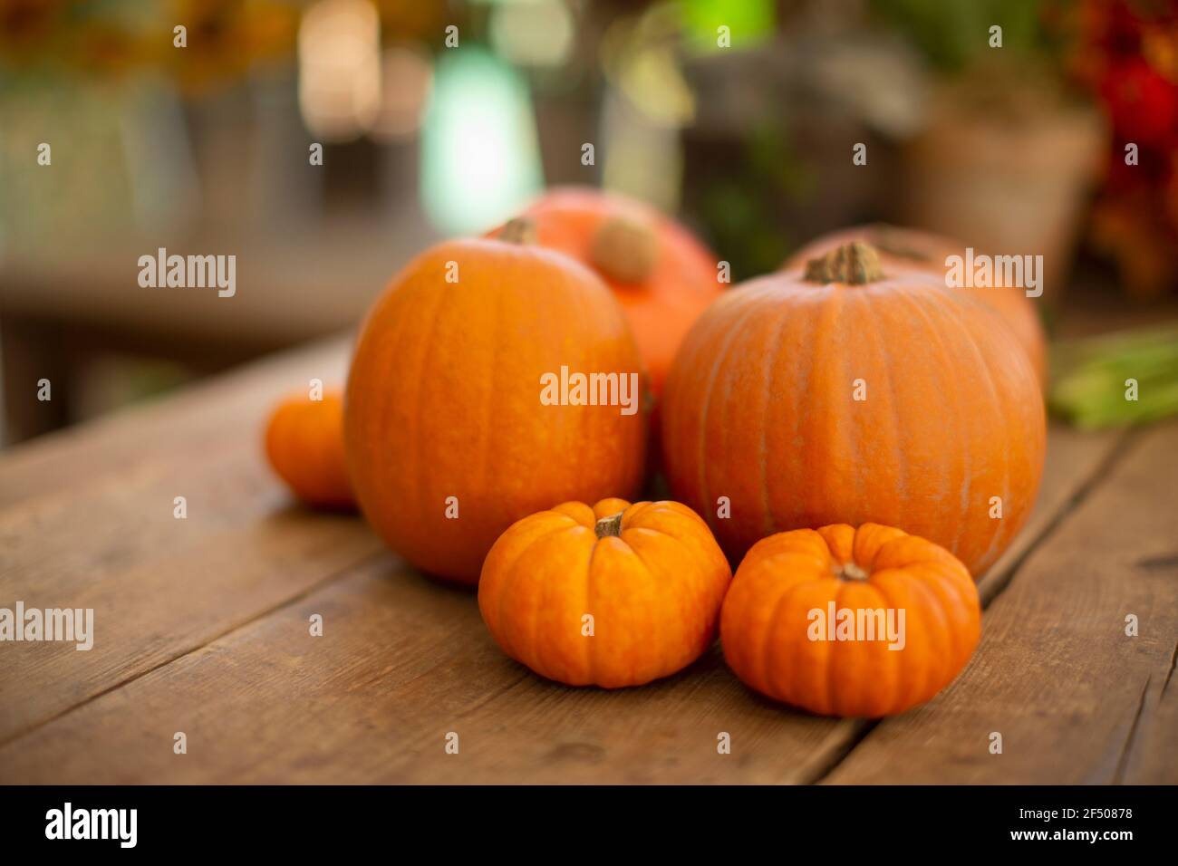 Close up vibrant orange pumpkin display on table Stock Photo