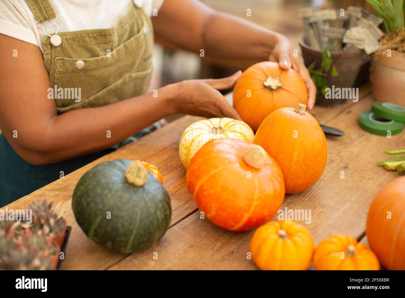 Close up woman arranging autumn pumpkin display Stock Photo