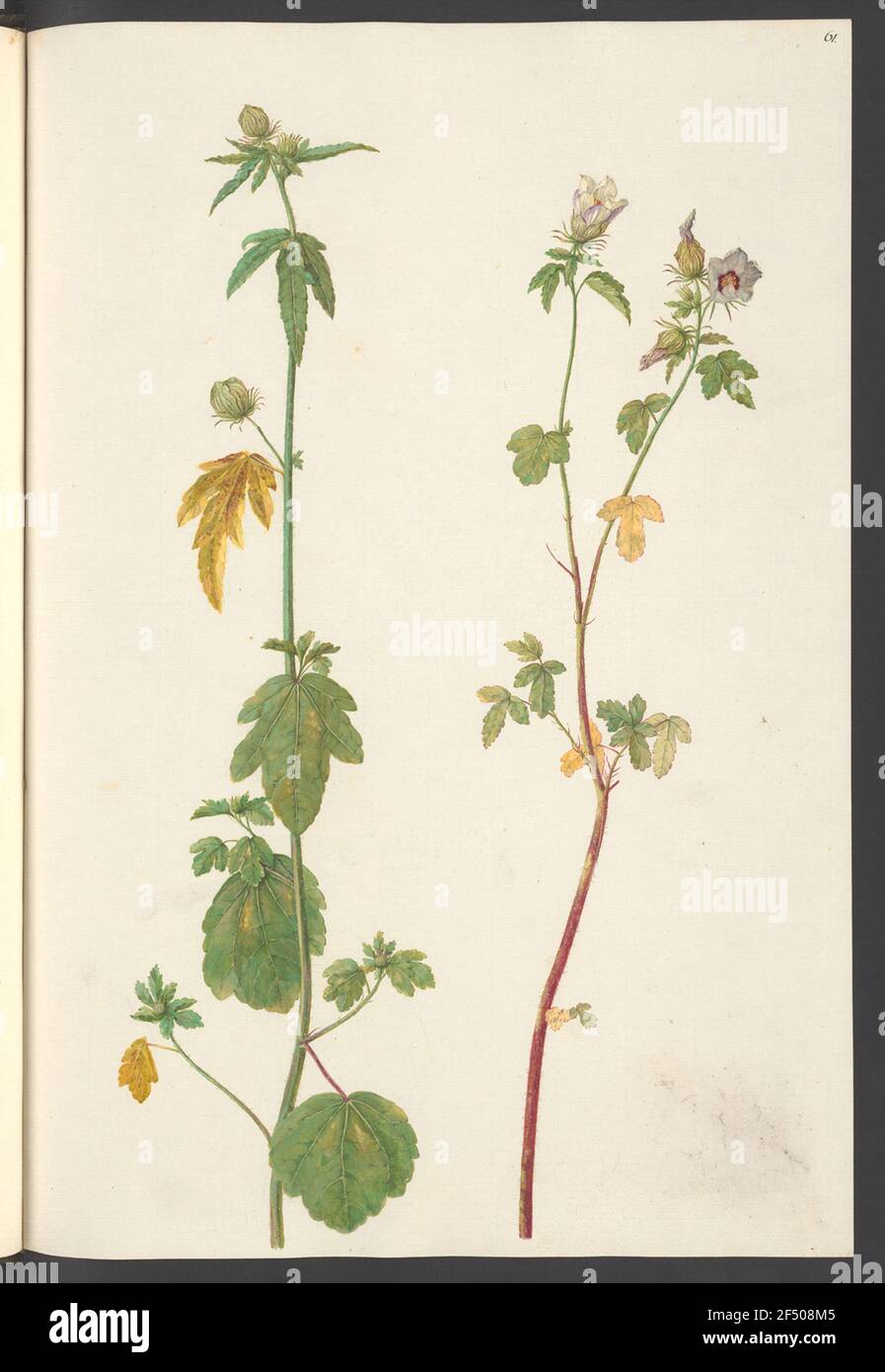 Hibiscus vesicarius, leaf 61 Stock Photo