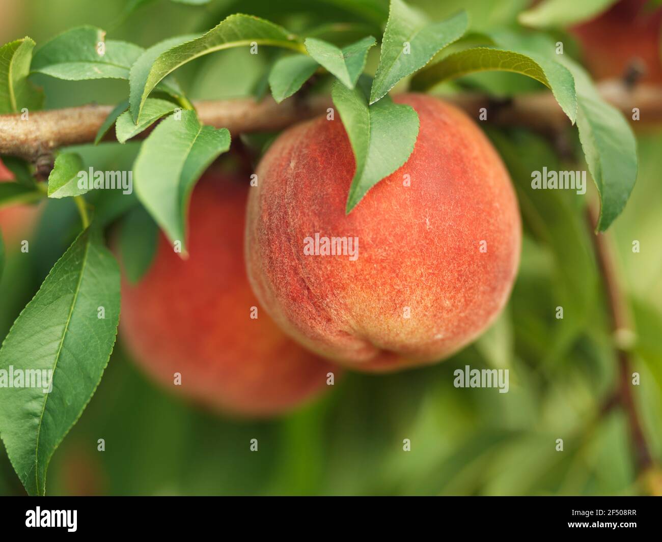 Ontario peaches hires stock photography and images Alamy