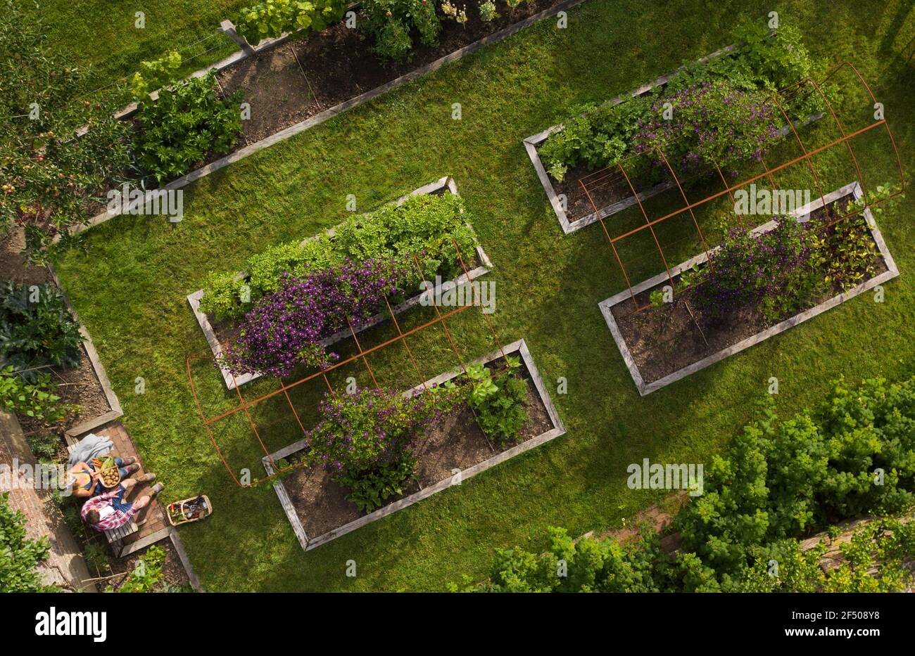View from above couple in lush summer garden with raised beds Stock Photo
