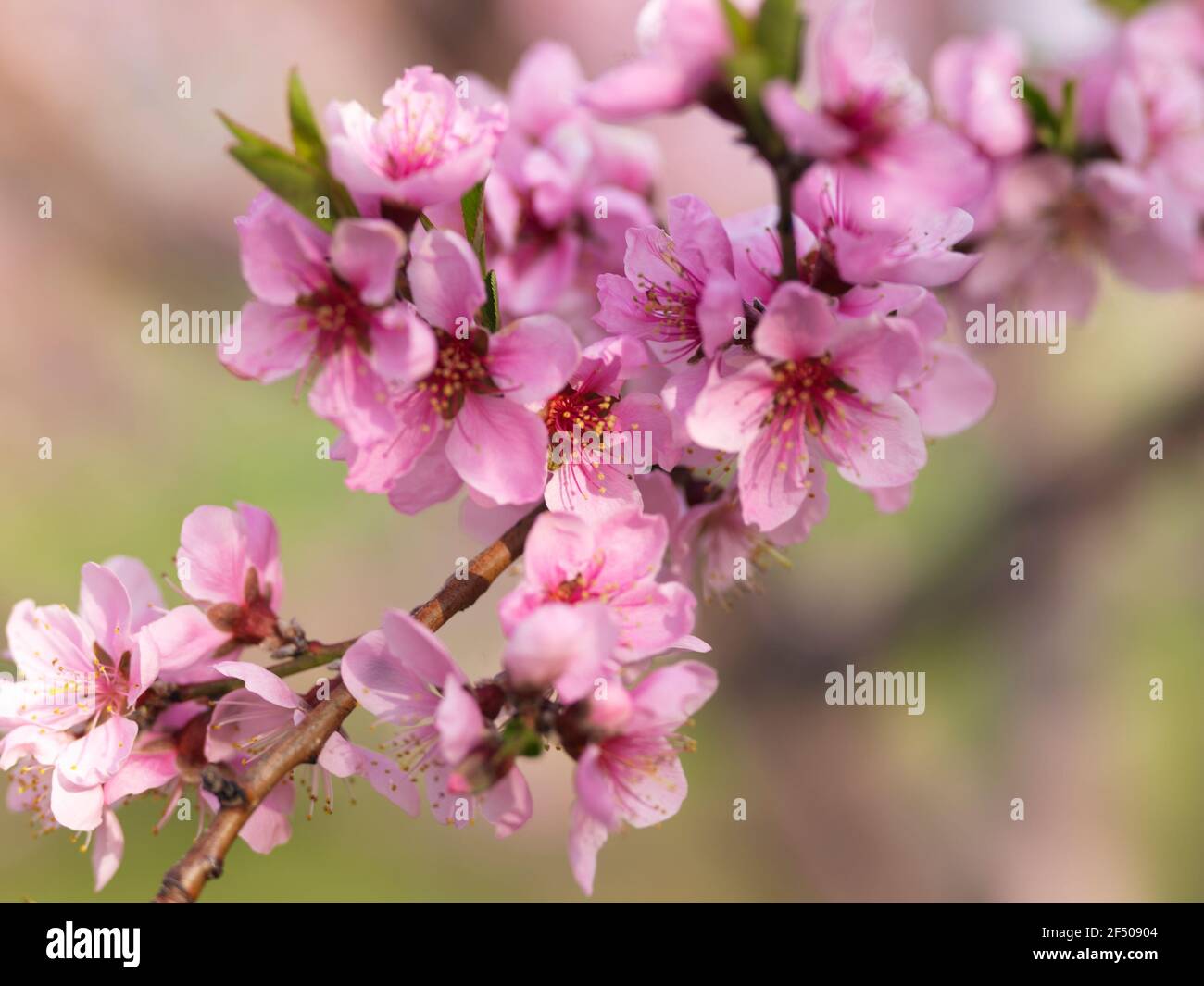 Canada,Ontario, Niagara on the Lake, peach blossoms in spring Stock Photo