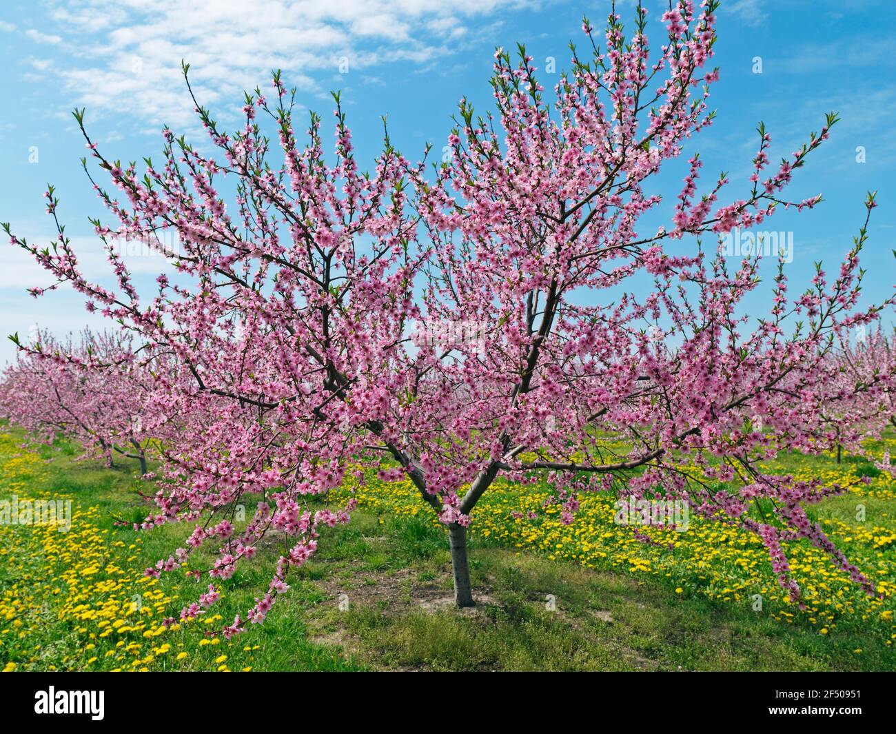 Orchards in blossom hi-res stock photography and images - Alamy