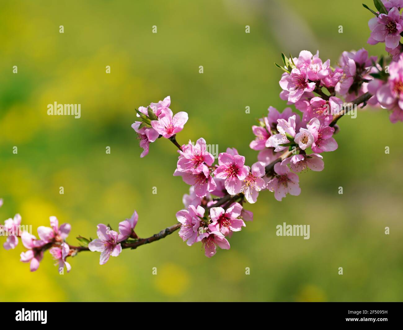 peach blossoms on a single tree  branch Stock Photo
