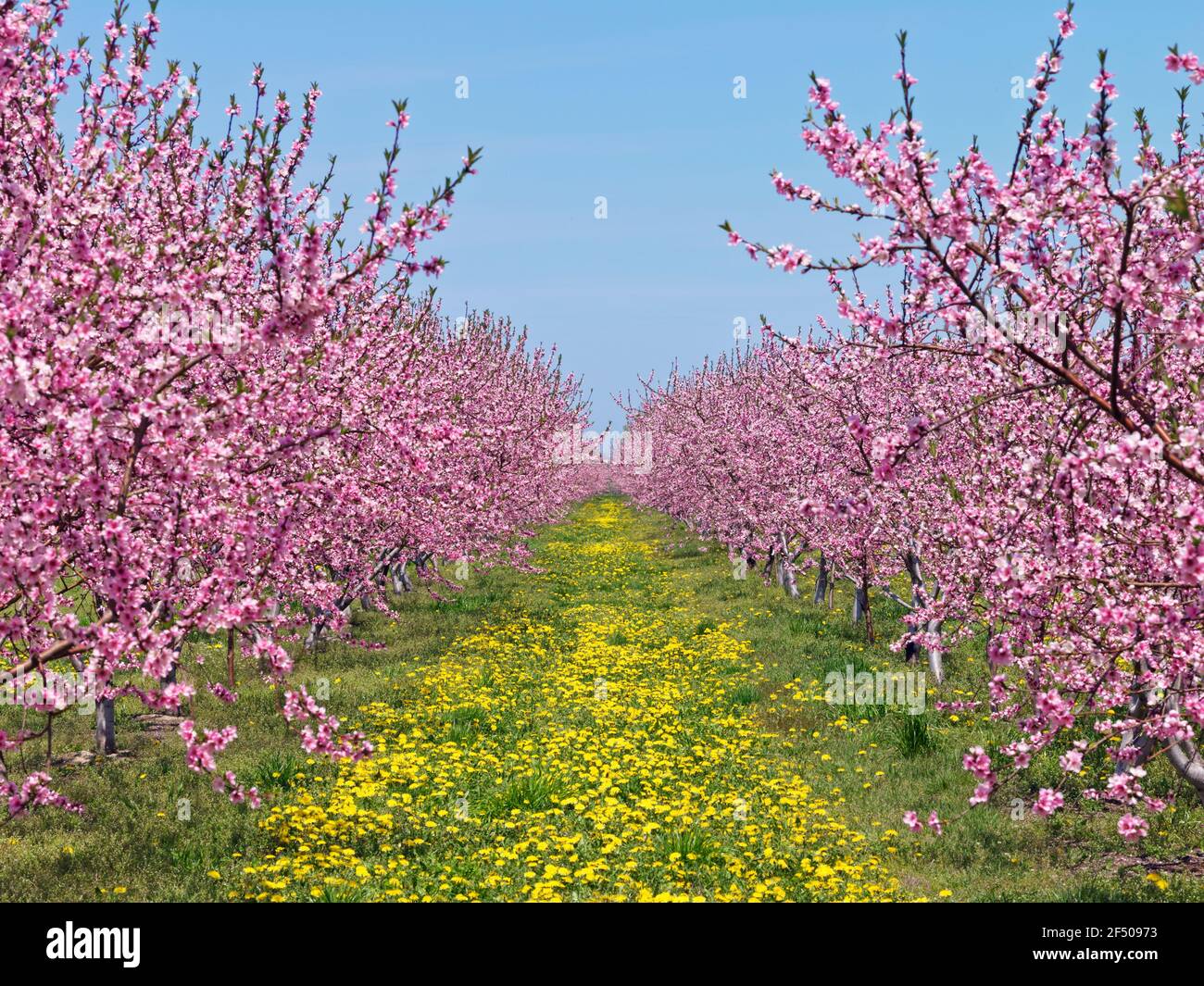 Orchard blossom spring hi-res stock photography and images - Alamy