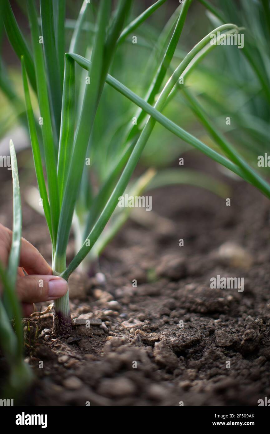 Hand harvesting onions hi-res stock photography and images - Alamy