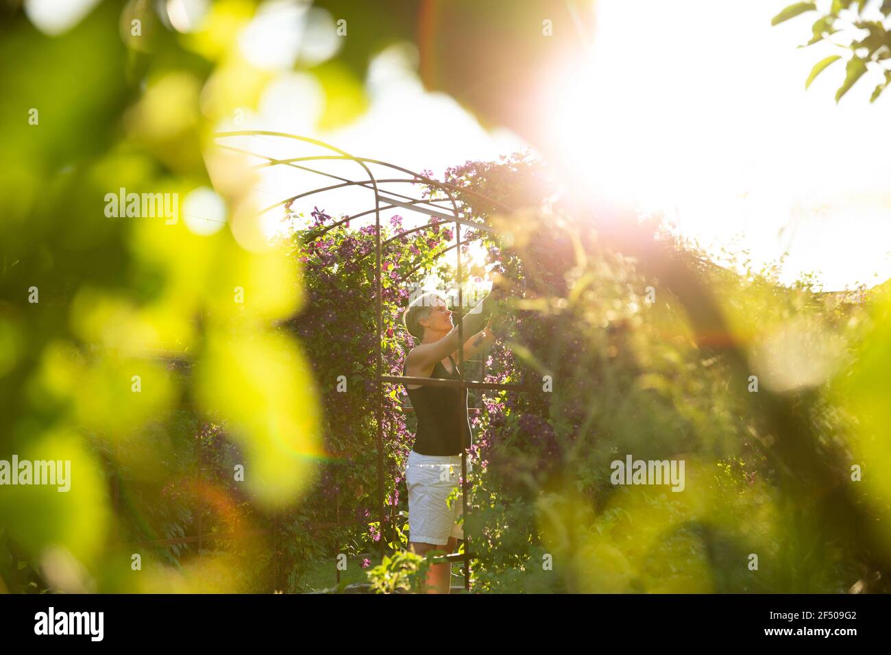 Woman pruning flowers owing on trellis in sunny garden Stock Photo