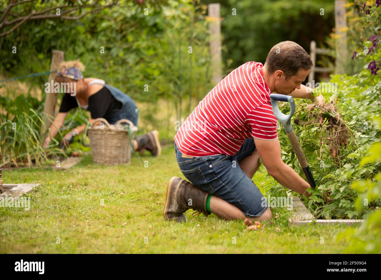 Couple harvesting vegetables in backyard summer garden Stock Photo - Alamy