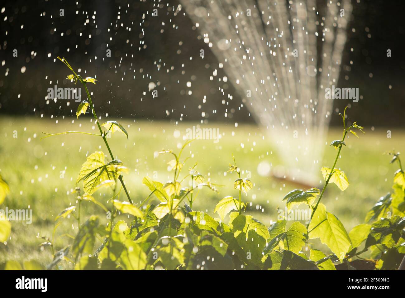 Sprinkler watering lush green plants in sunny summer garden Stock Photo