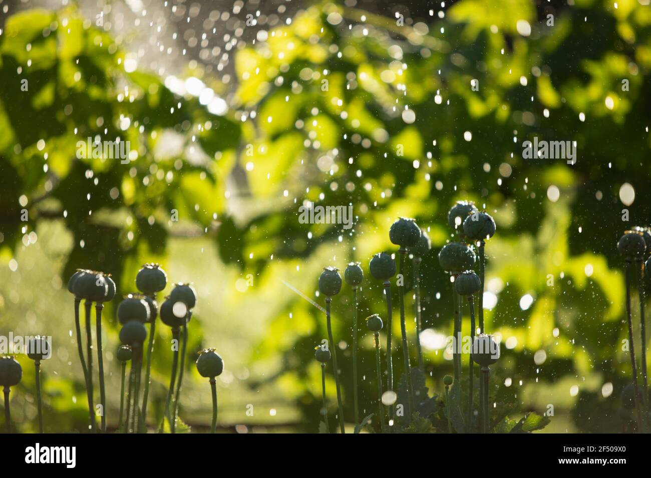 Water droplets falling over lush green plants and flowers in garden Stock Photo