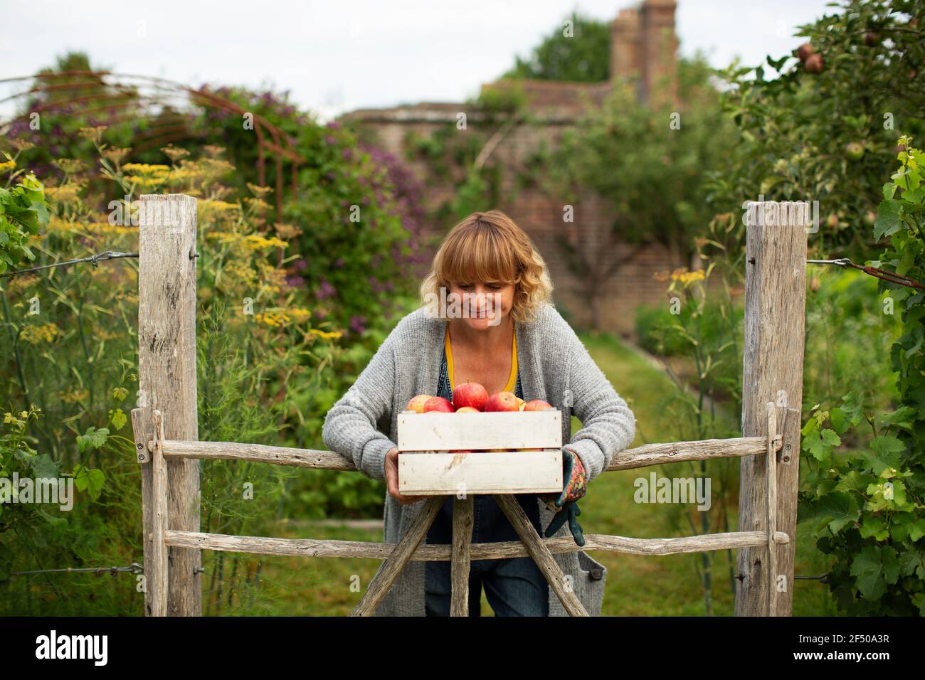 Portrait smiling woman with crate of harvested apples in garden Stock ...
