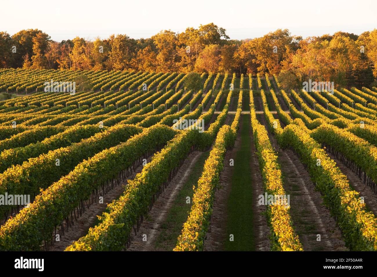 Canada, Ontario, Beamsville, rows of grape vines Stock Photo Alamy