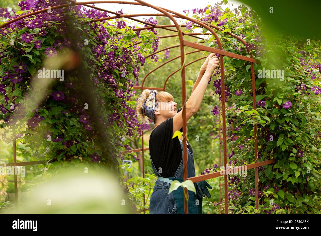 Woman pruning purple clematis flowers on trellis in summer garden Stock Photo Alamy