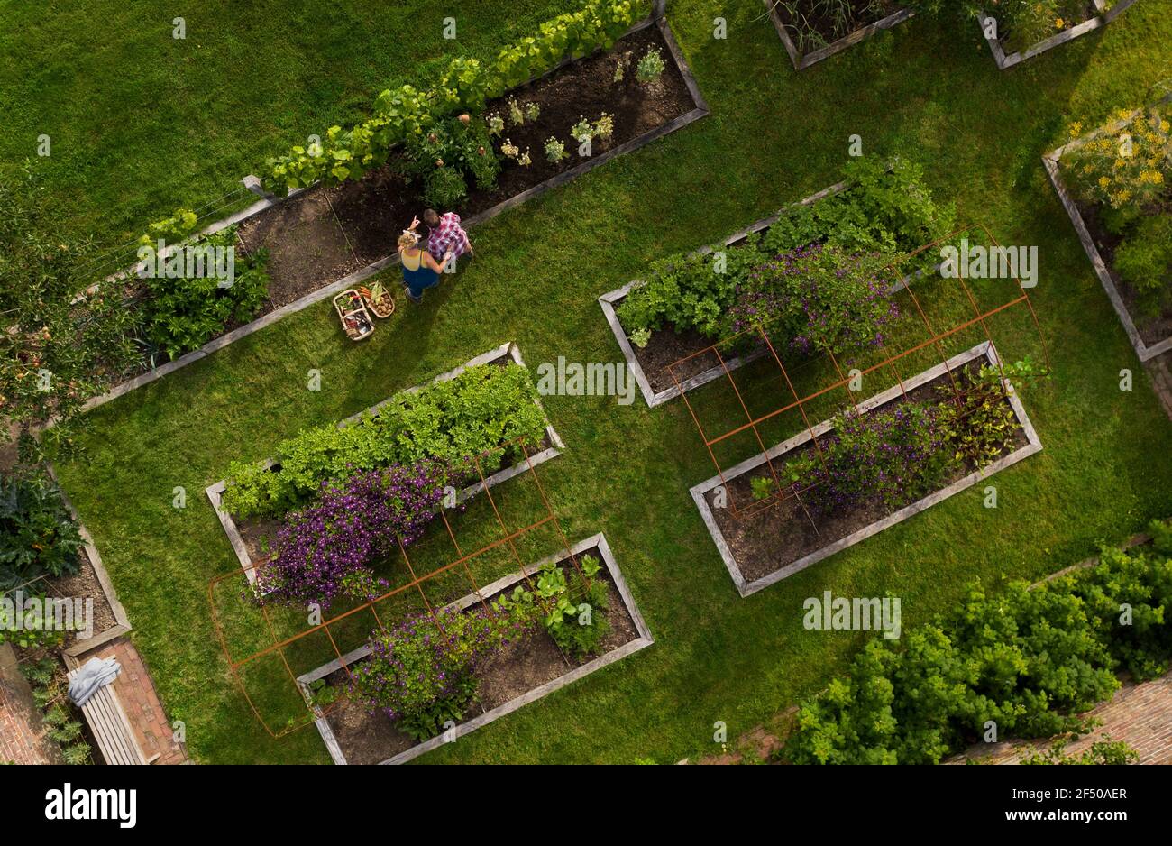 Aerial view couple harvesting vegetables in garden with raised beds ...