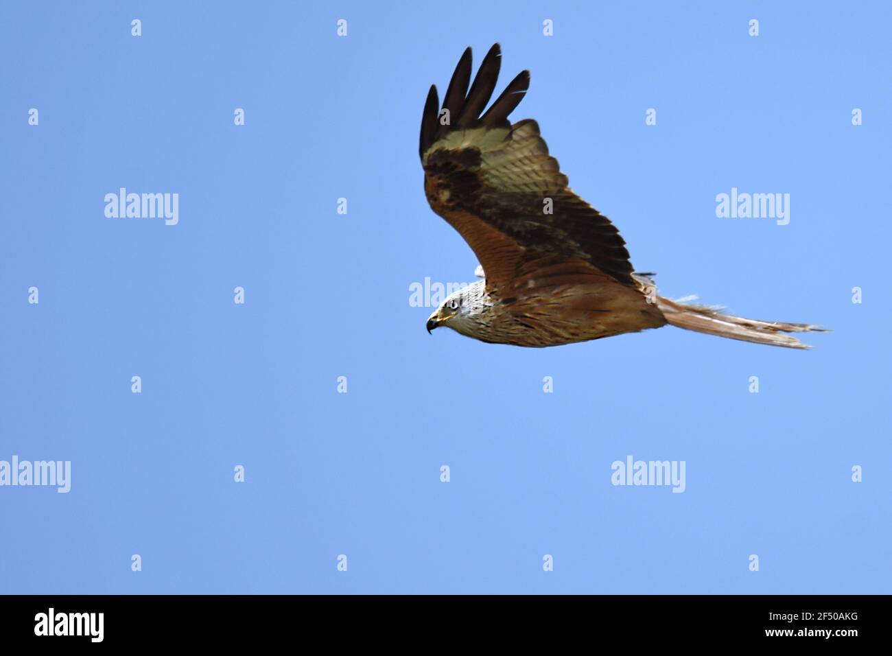 Closeup shot of a red-tailed hawk flying in the blue sky Stock Photo ...