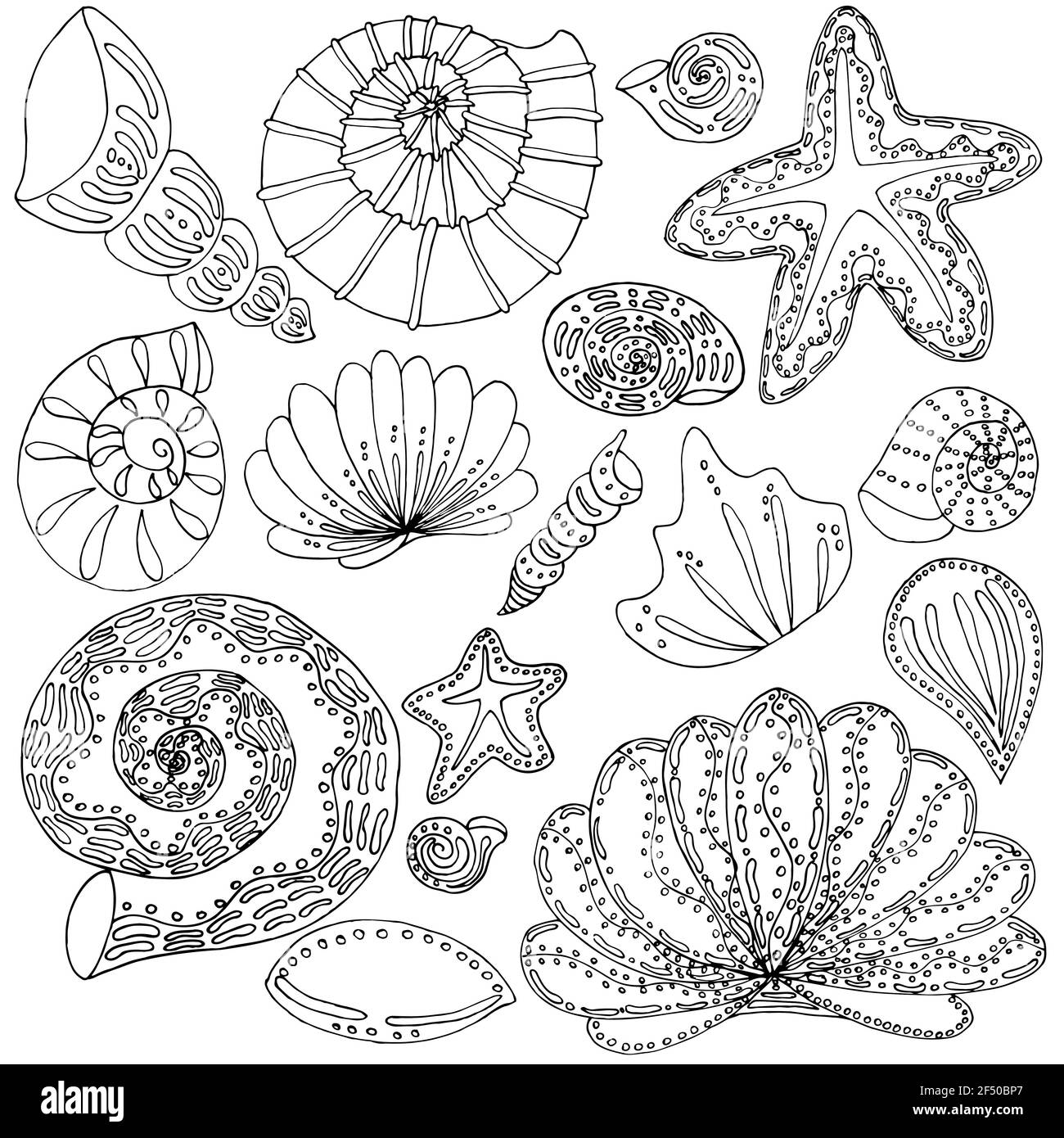 vector set seashells and stars hand drawing Stock Photo