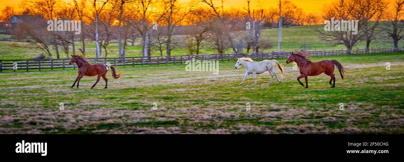 Three horses running in a field at sunset. Stock Photo