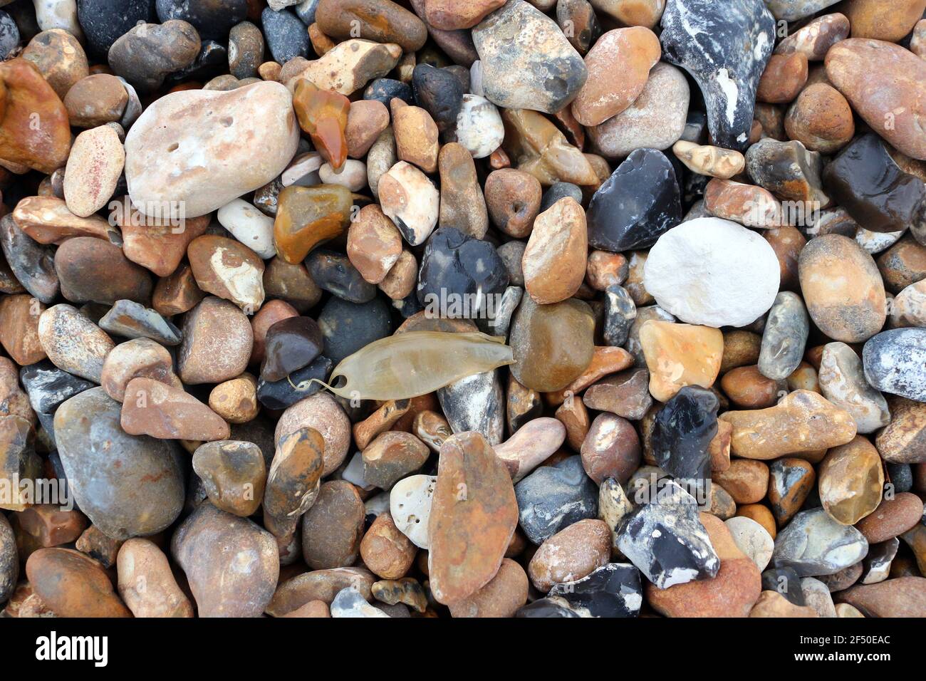 A small spotted catshark eggcase among pebbles on the beach Stock Photo