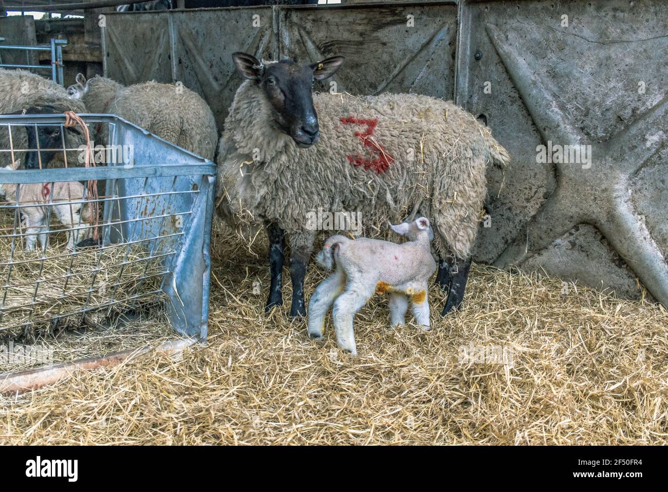 NEW BORN LAMBS Stock Photo Alamy