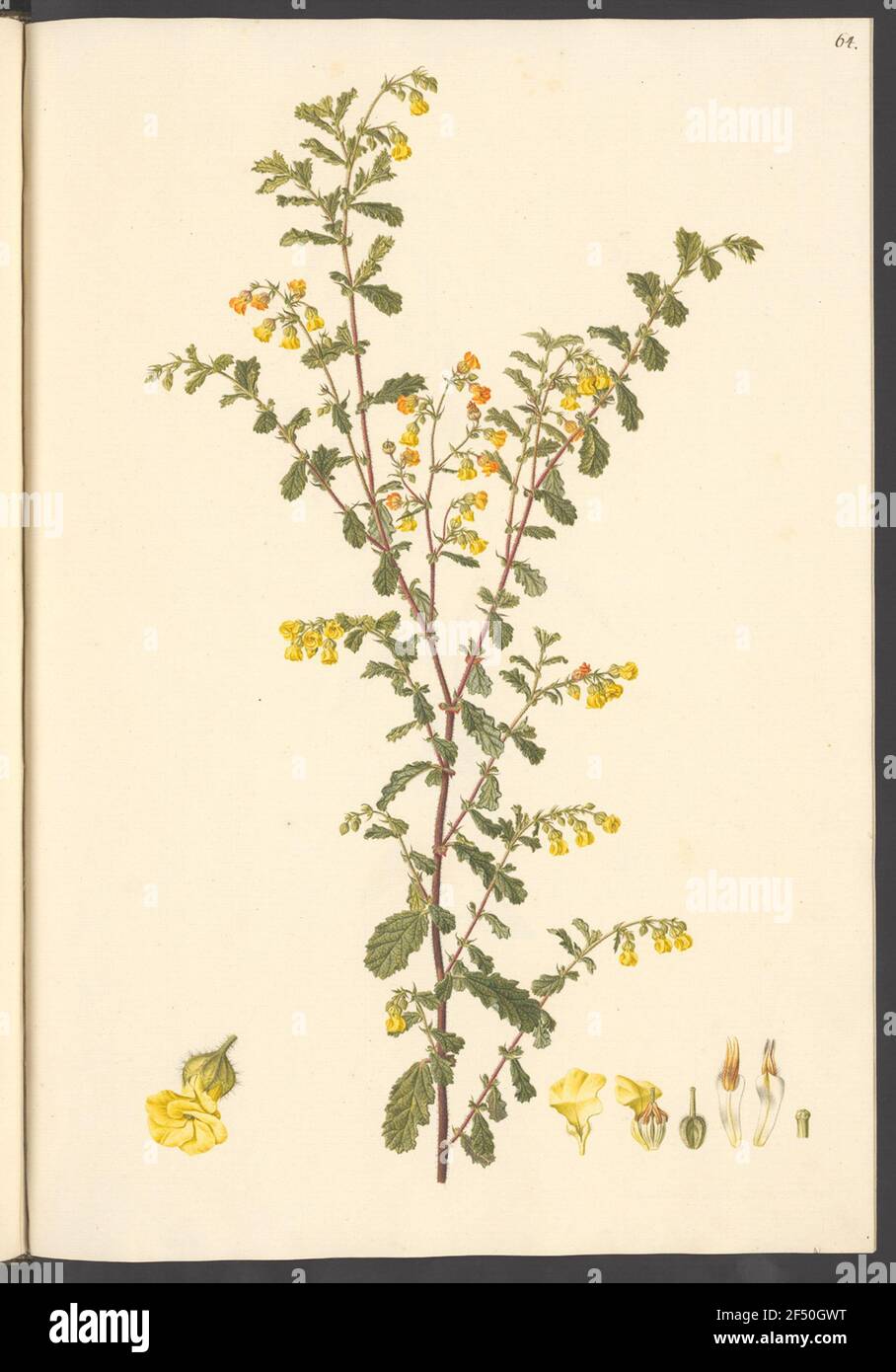 Hermannia Hirsuta, Blatt 64 Stock Photo