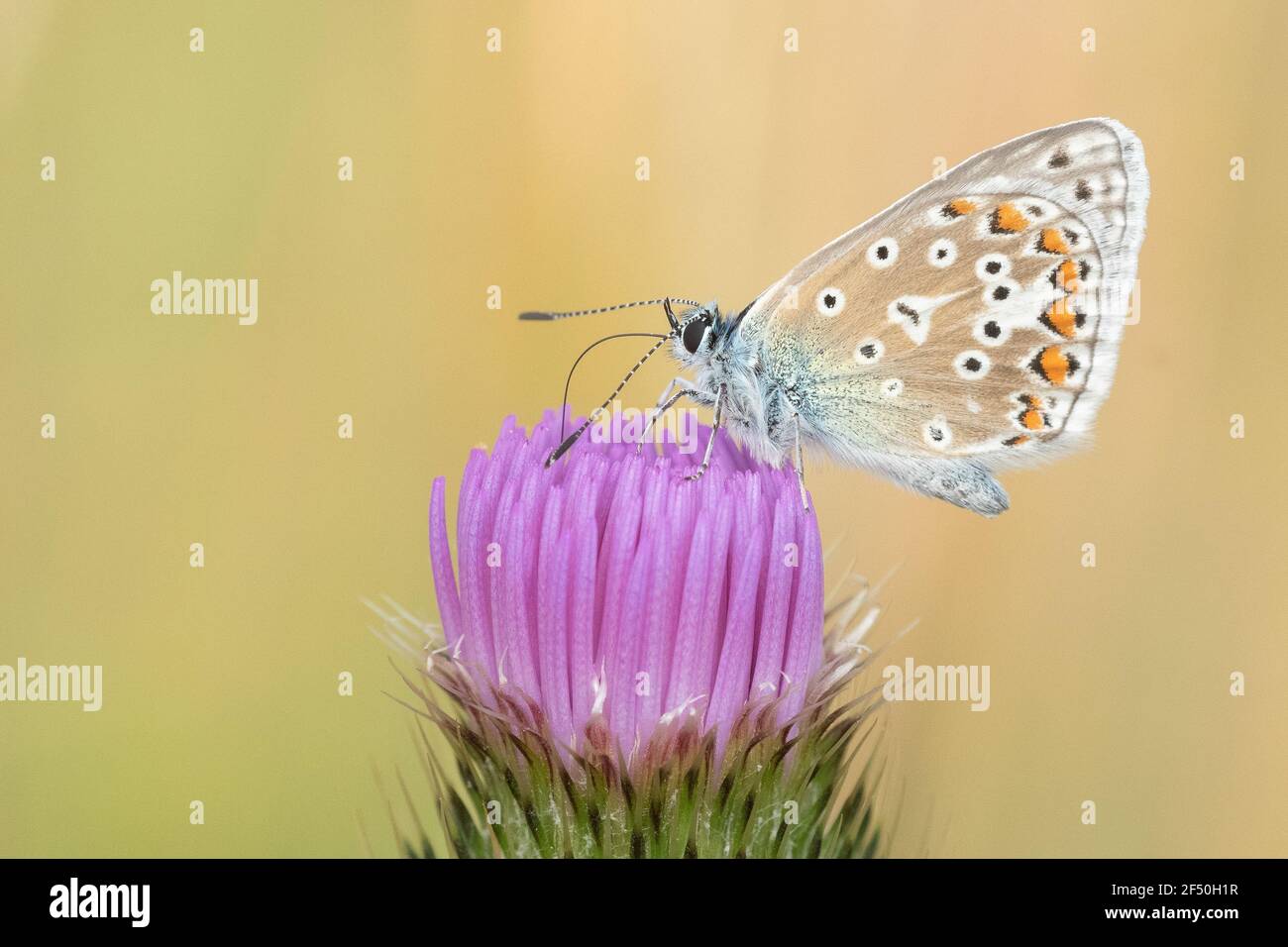 small butterfly on a purple flower Stock Photo