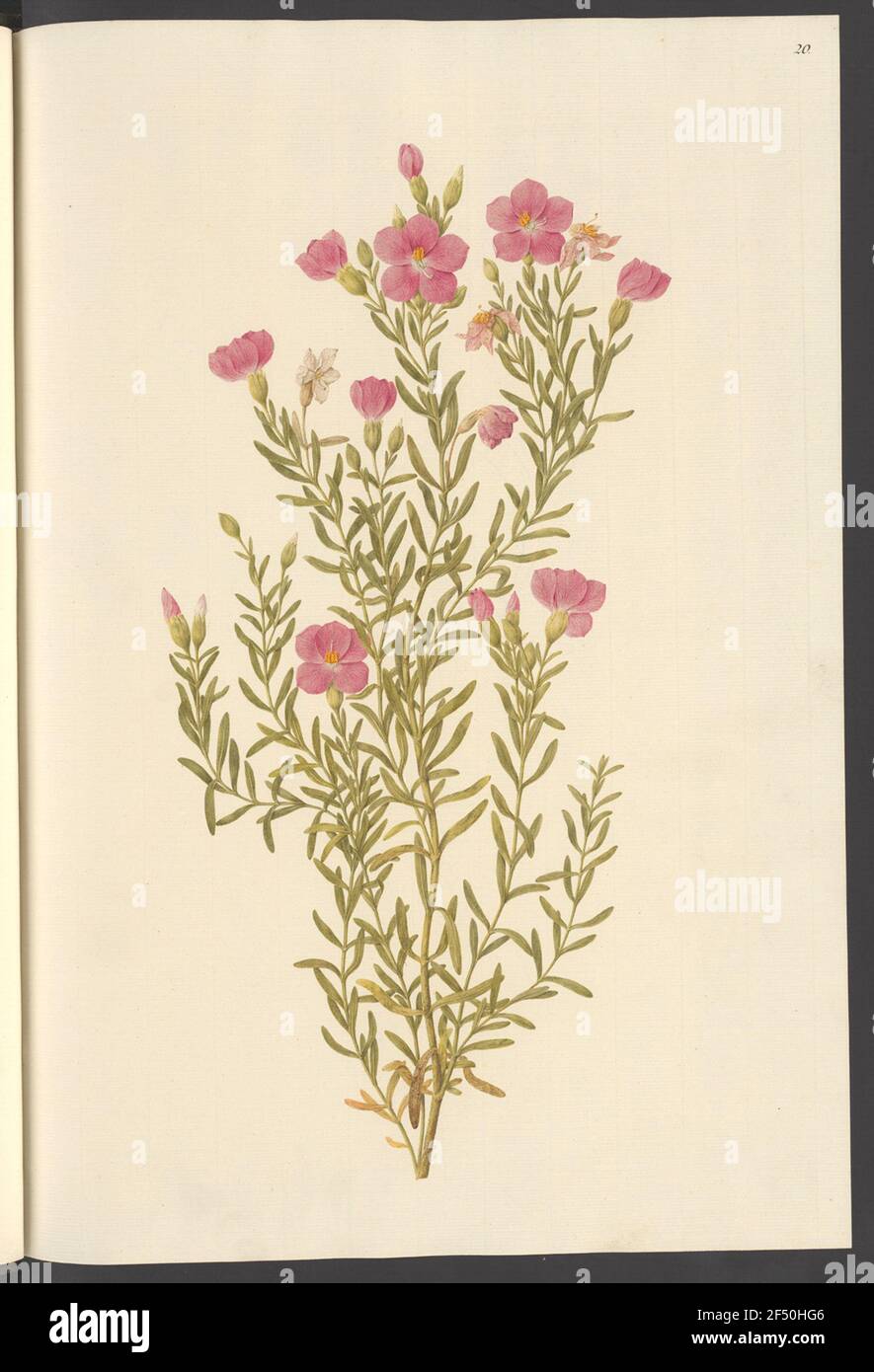 Chironia Frutescens, Leaf 20 Stock Photo